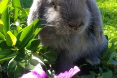 The Lilac Lop