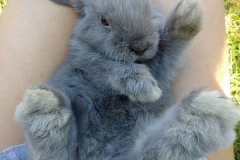 The Lilac Lop