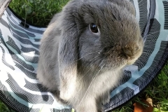 The Lilac Lop