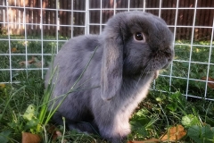 The Lilac Lop