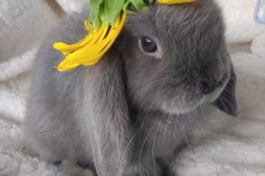 The Lilac Lop