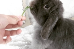 The Lilac Lop