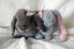 The Lilac Lop