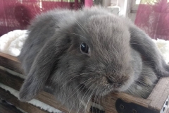 The Lilac Lop