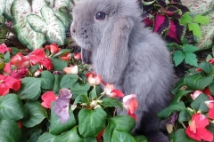 The Lilac Lop