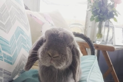 The Lilac Lop