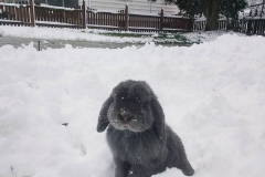 The Lilac Lop